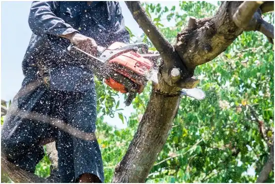 tree services Key Center
